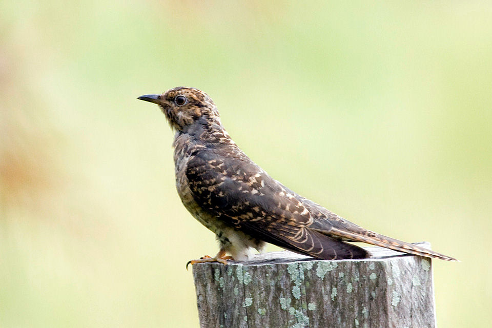 Brush Cuckoo (Cacomantis variolosus)